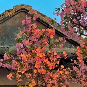 Meet your Posher, Aura